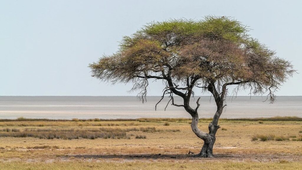 Acacia